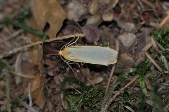 Image of buff footman