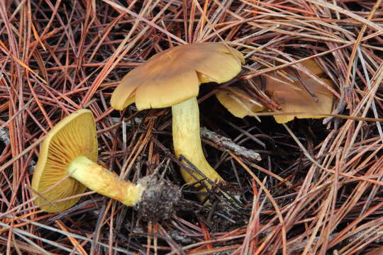 Image of Cortinarius thiersii Ammirati & A. H. Sm. 1977