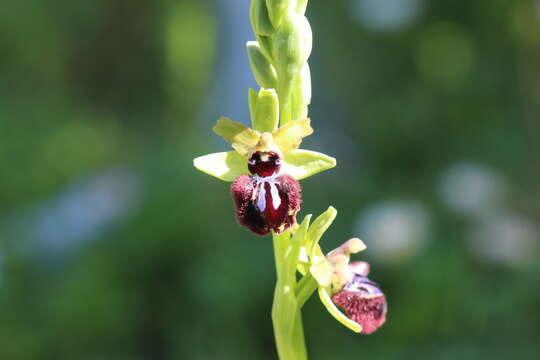 Image of Ophrys sphegodes subsp. atrata (Rchb. fil.) A. Bolòs