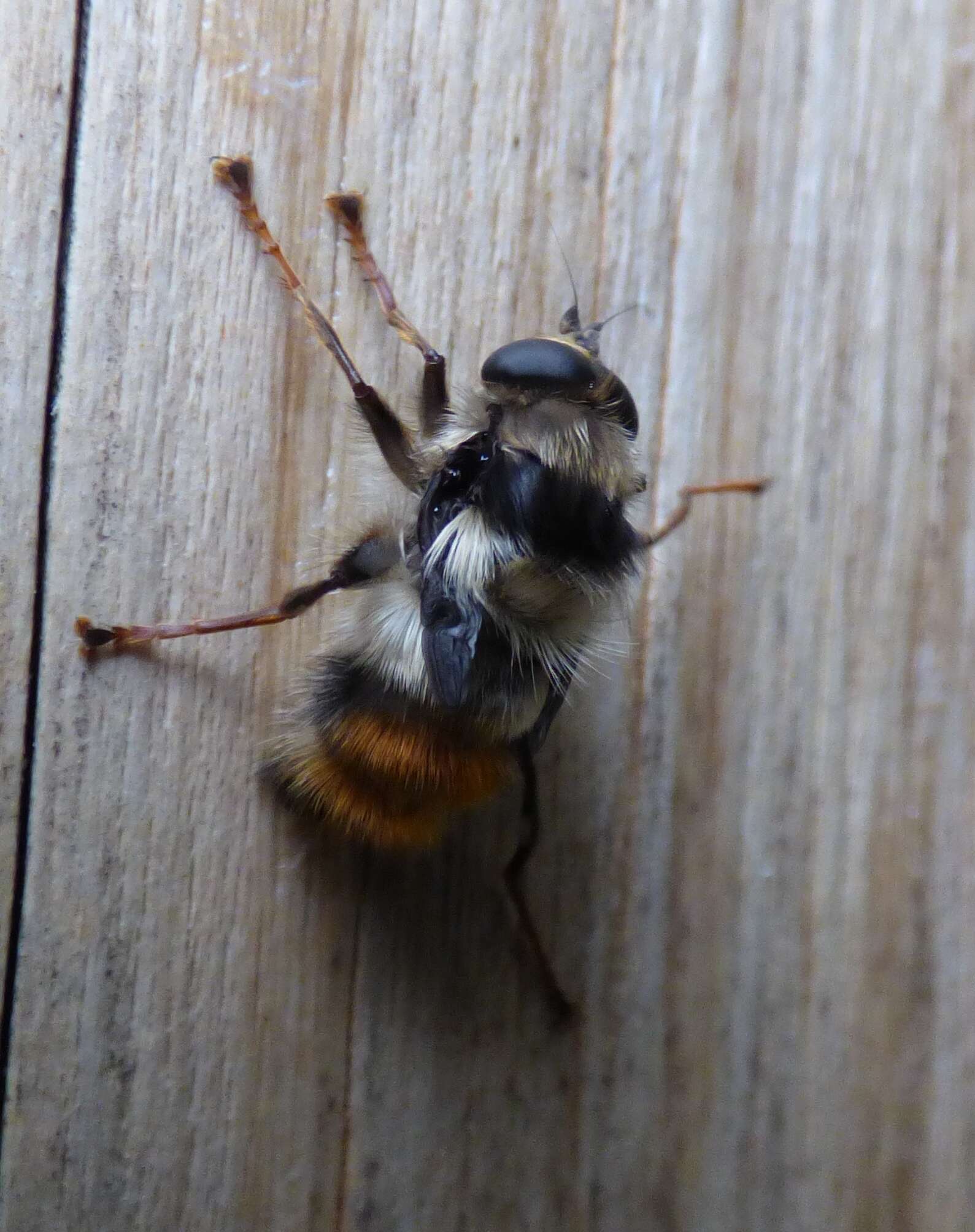 Image de Criorhina bubulcus (Walker 1849)