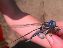 Image of Blue-eyed Darner