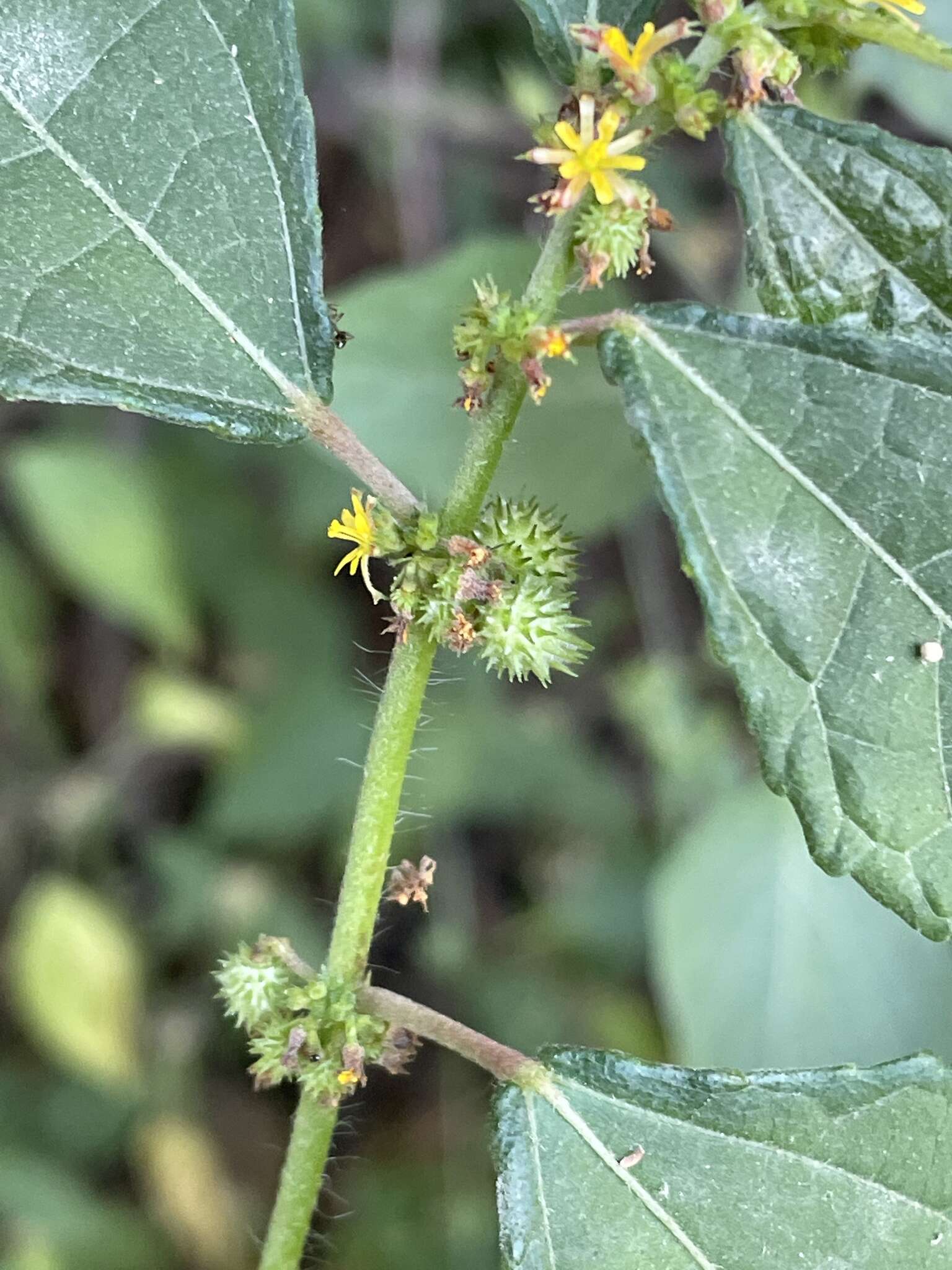 Image of fivestamen burbark