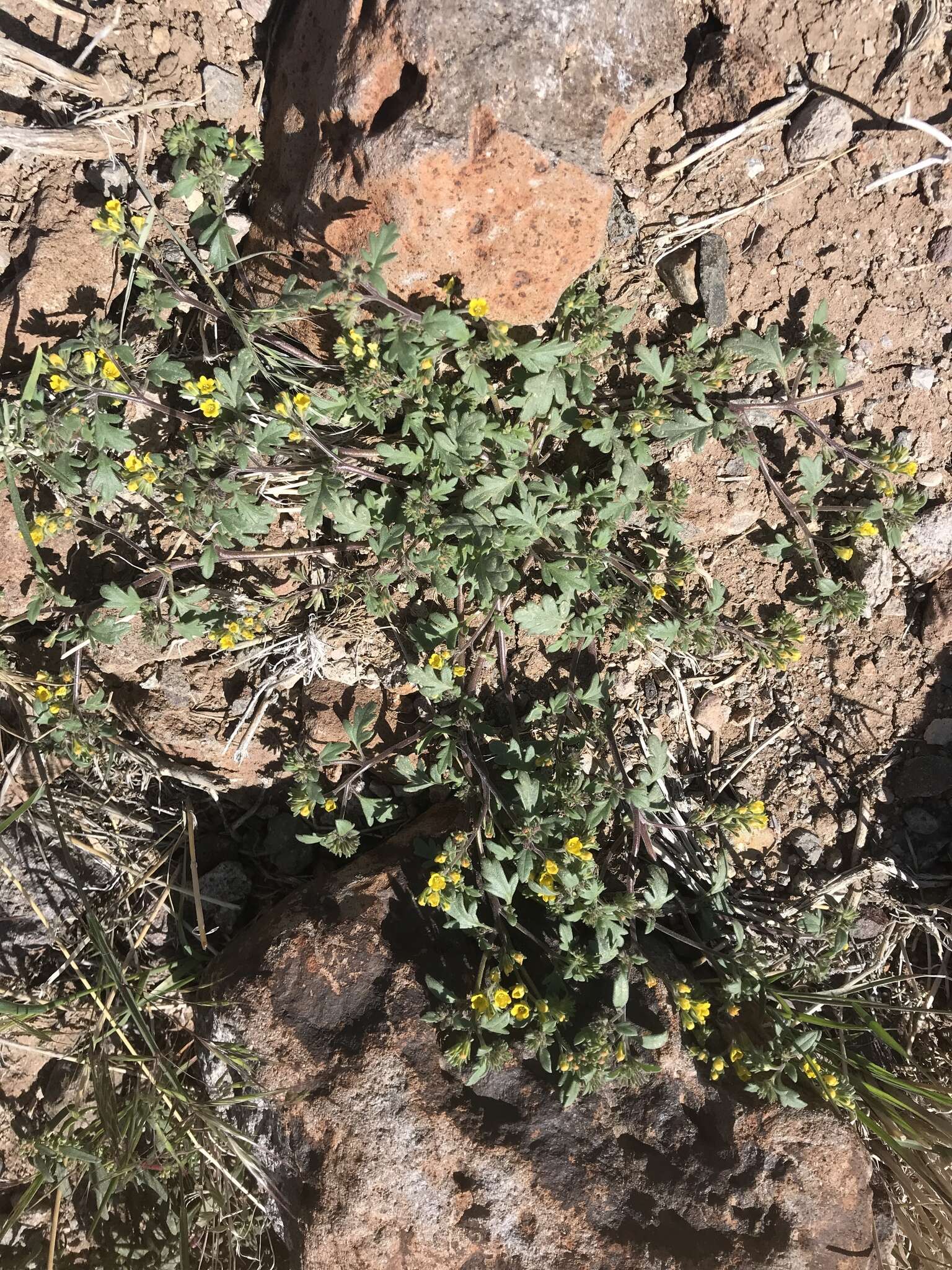 Image of glandular yellow phacelia