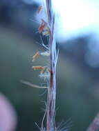 Image of Andropogon eucomus Nees