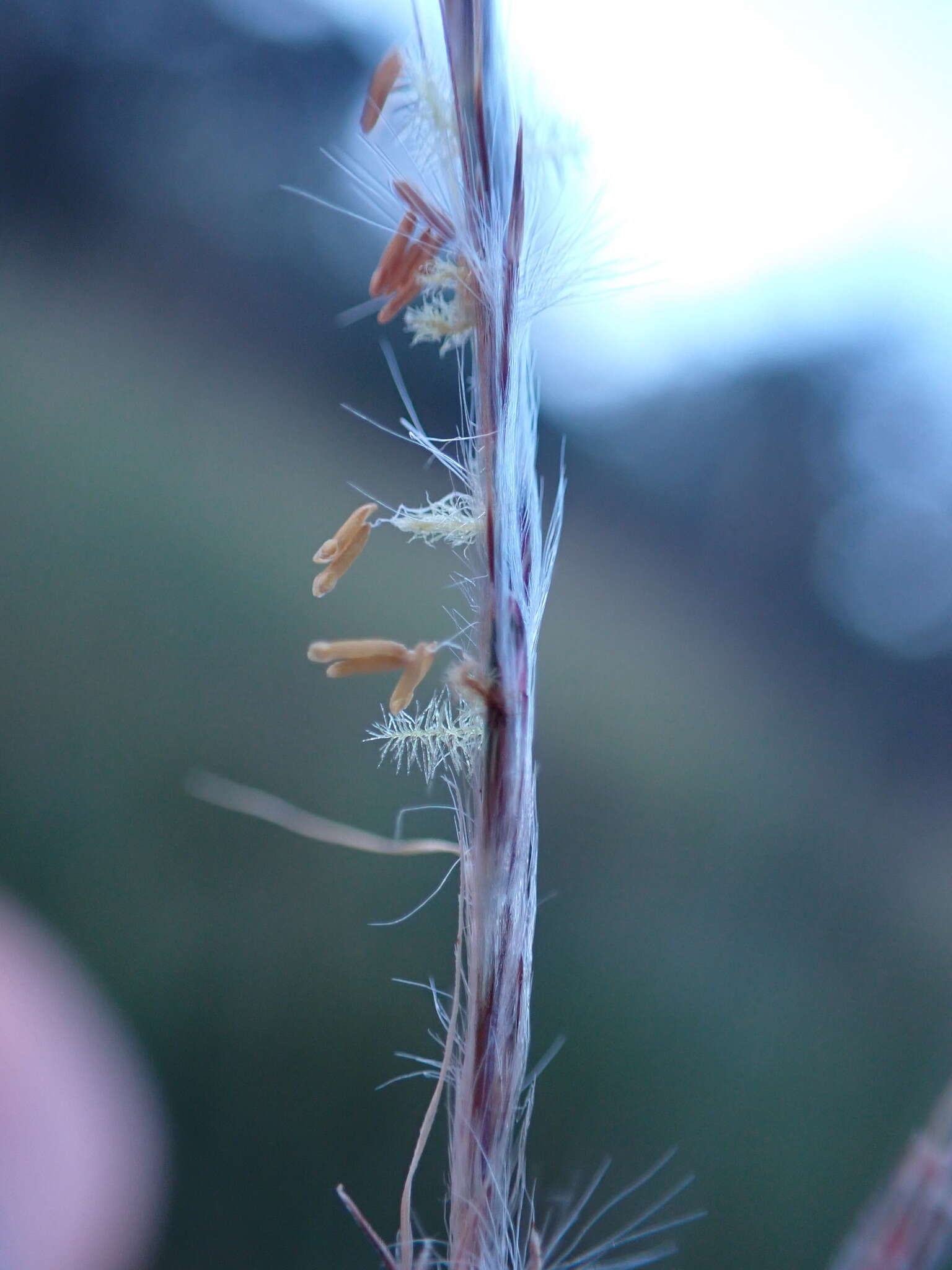 Imagem de Andropogon eucomus Nees