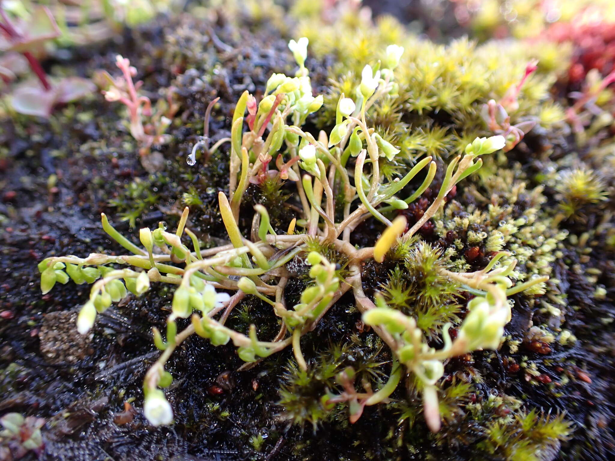 Image of Dwarf Candy-Flower