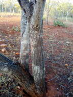 Image of Mimosa tenuiflora (Willd.) Poir.