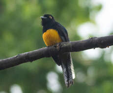 Imagem de Trogon ramonianus Deville & Des Murs 1849