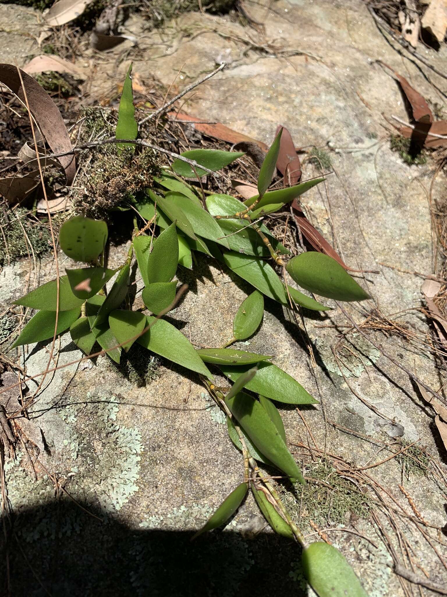 Imagem de Dendrobium pugioniforme A. Cunn. ex Lindl.