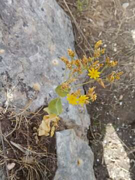 Imagem de Blackstonia grandiflora (Viv.) Pau