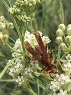 Image of Polistes kaibabensis Hayw. 1932