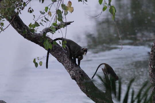 Cercopithecus neglectus Schlegel 1876 resmi