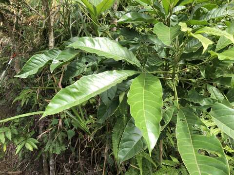 Image of Melicope semecarpifolia (Merr.) T. G. Hartley