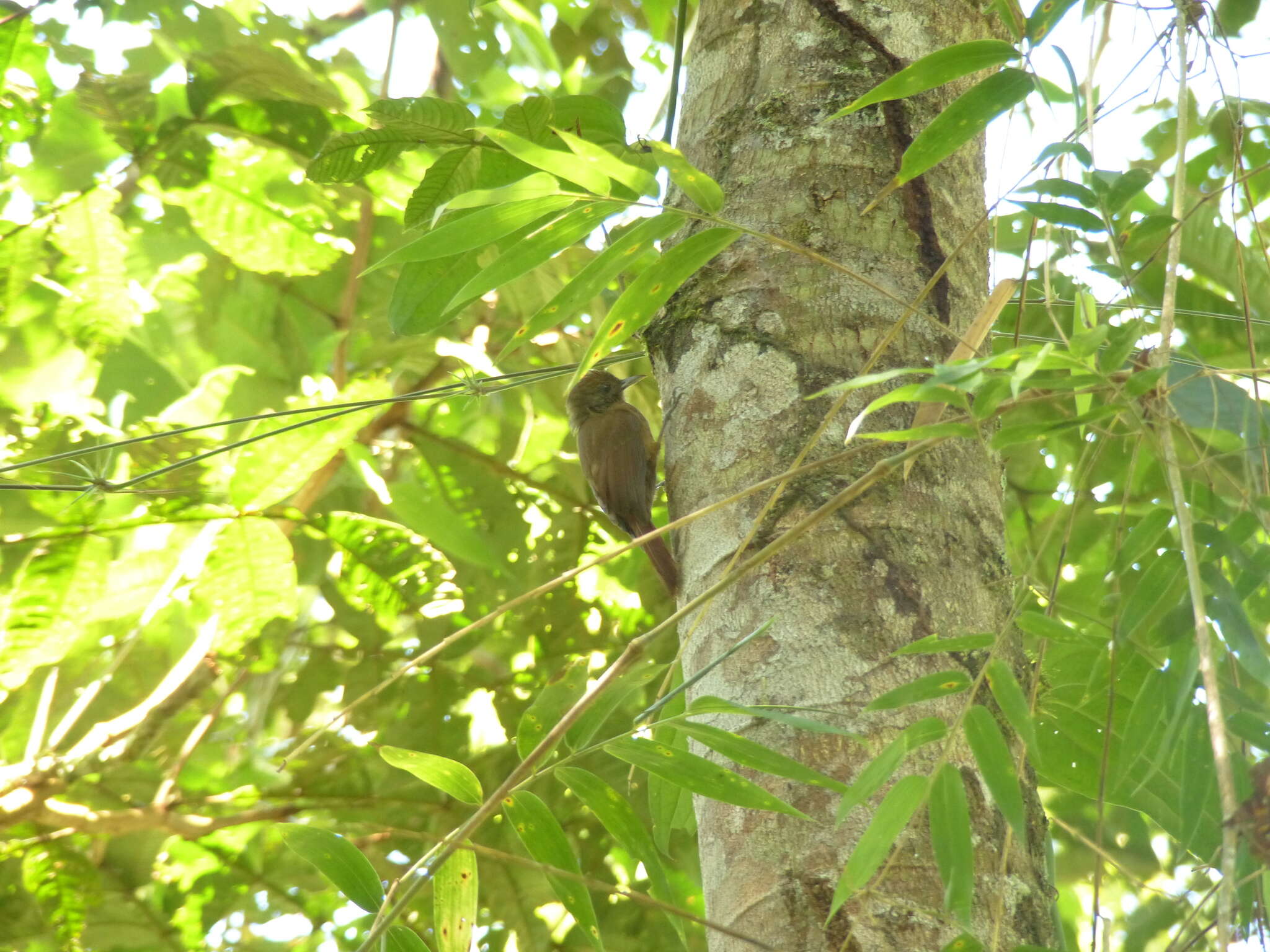 Image of Plain-winged Woodcreeper