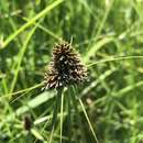 Image of Cyperus bracheilema (Steud.) Mattf. & Kük.