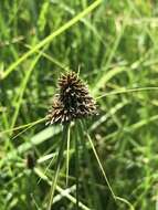 Image of Cyperus bracheilema (Steud.) Mattf. & Kük.