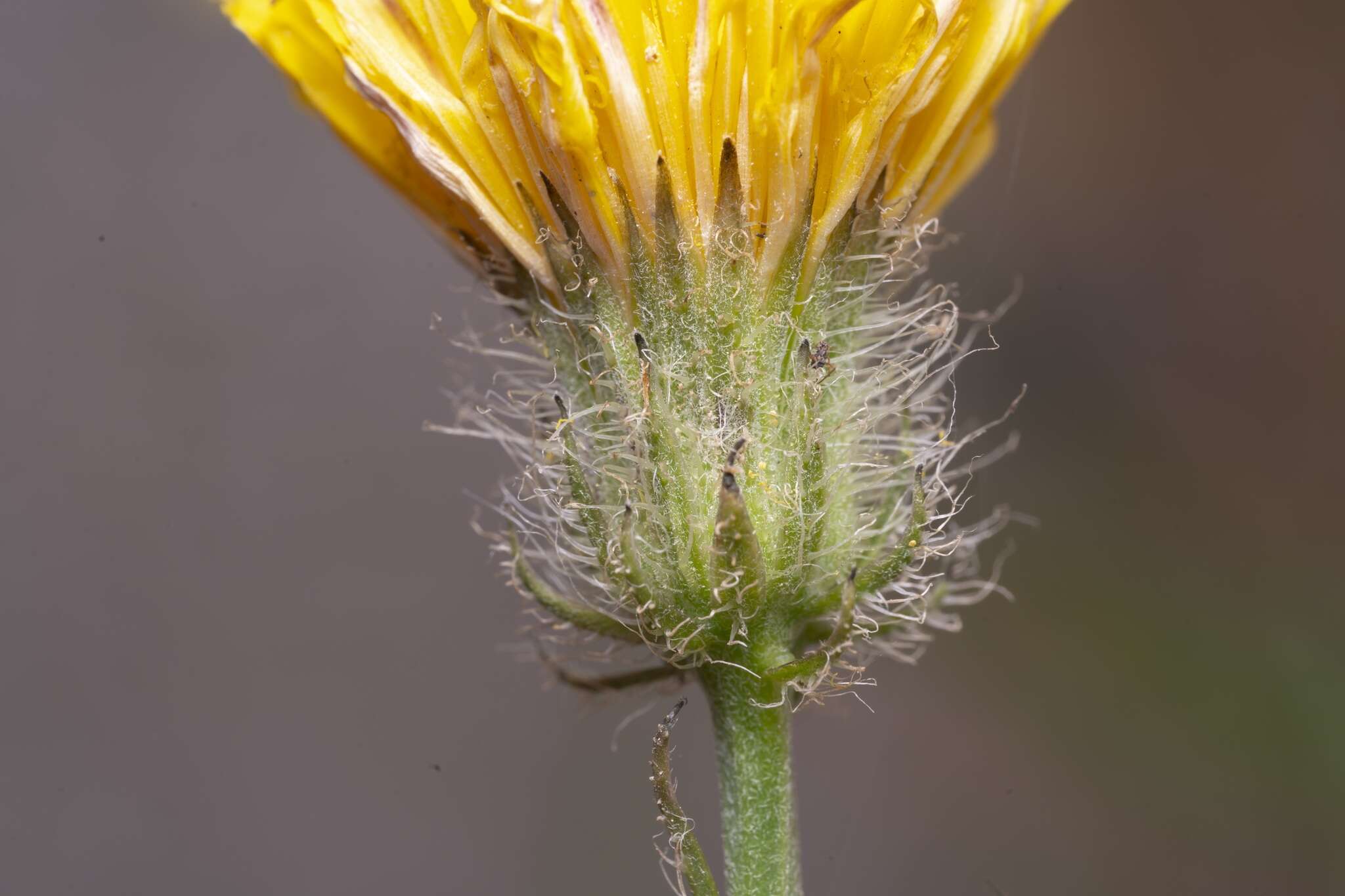 Image of Crepis commutata (Spreng.) W. Greuter