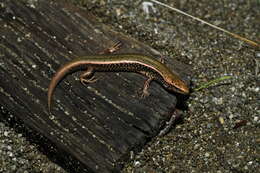 Image of Spotted Skink