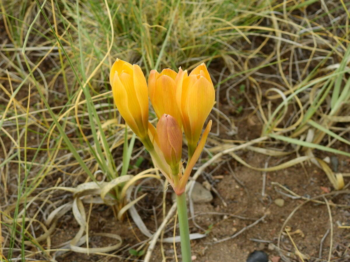 Imagem de Zephyranthes gilliesiana