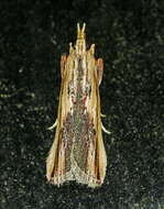 Ancylostomia resmi