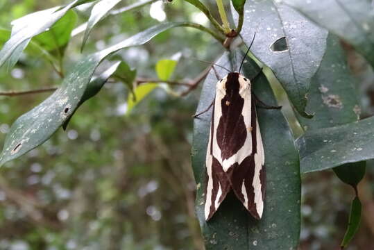 Image of Paraspilarctia Koda 1988