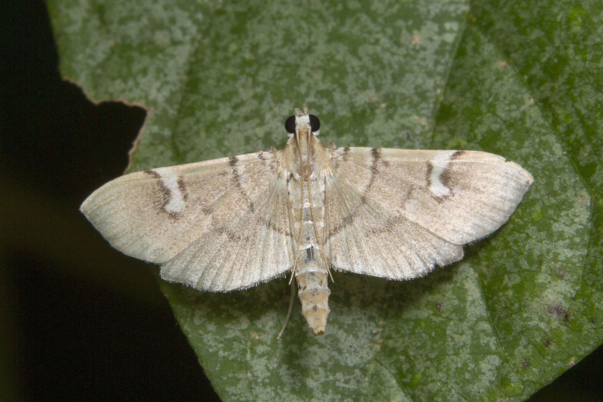 Chalcidoptera appensalis Snellen 1884 resmi