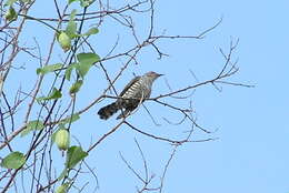 Image of Little Bronze Cuckoo