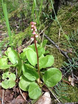 Image of common wintergreen