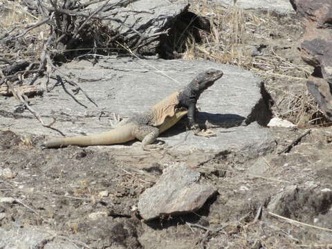 Image of Common Chuckwalla