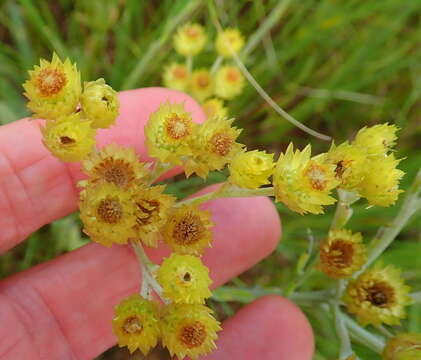 Image de Helichrysum mixtum var. mixtum