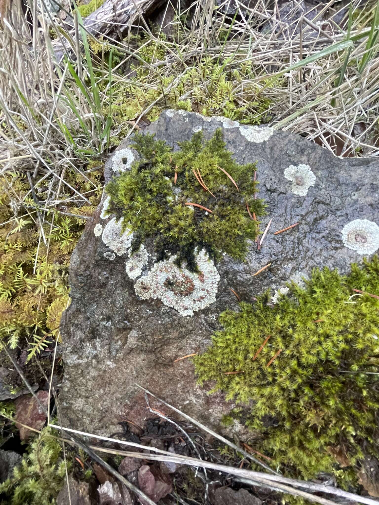 Image of bullseye lichen