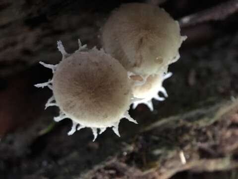 Image of Cystolepiota sistrata (Fr.) Singer ex Bon & Bellù 1985