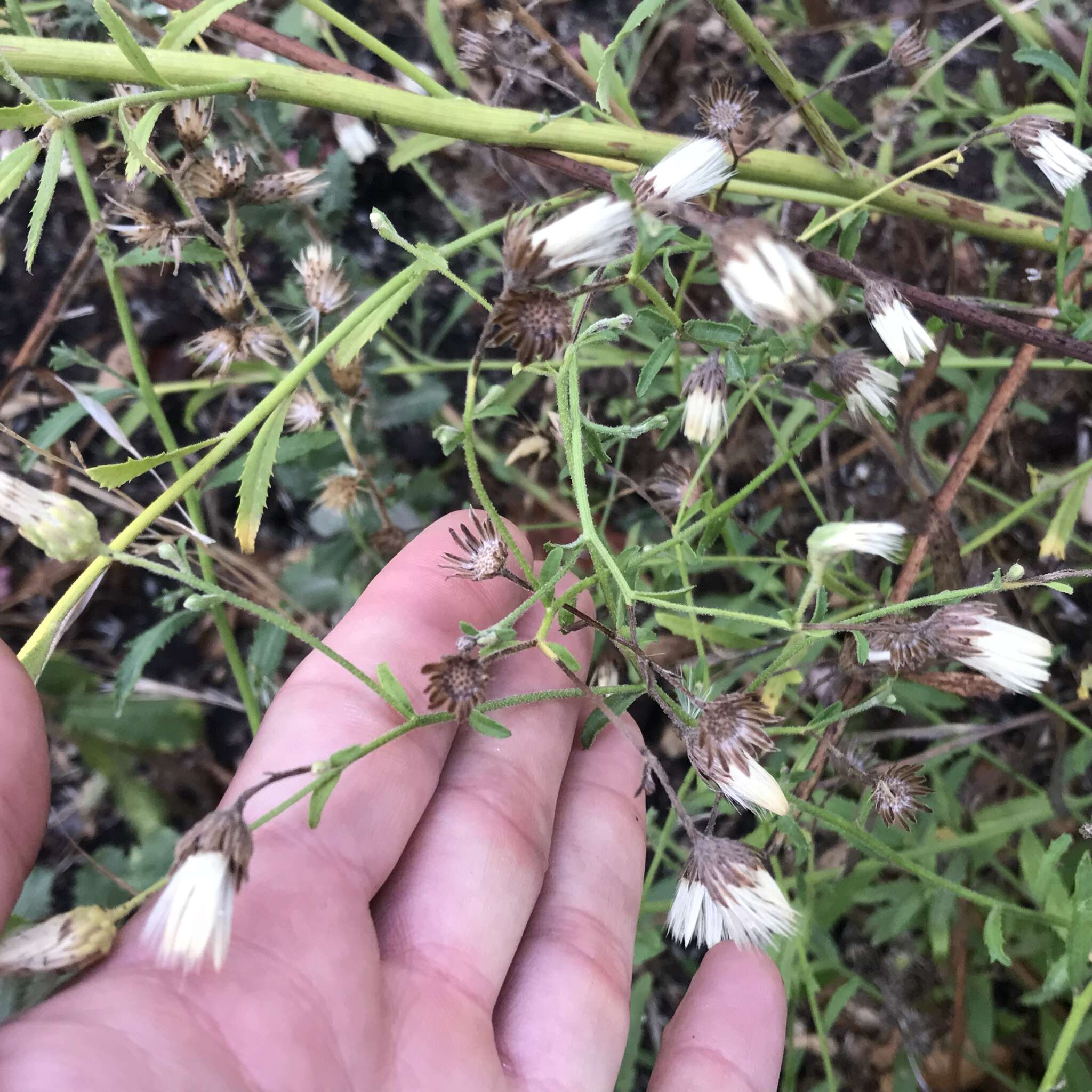 Image of Plummer's baccharis