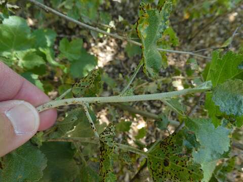 Imagem de Puccinia malvacearum Bertero ex Mont. 1852