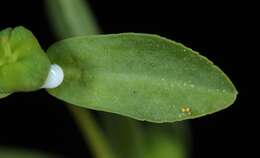 Image of Texas spurge