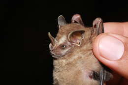 Image of pygmy fruit-eating bat