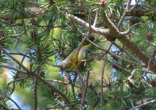 Leiothlypis ruficapilla ruficapilla (Wilson & A 1811) resmi