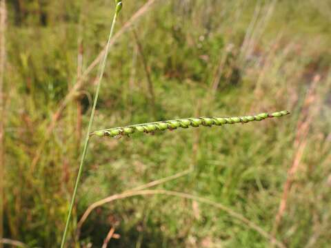 Image of Common signal grass