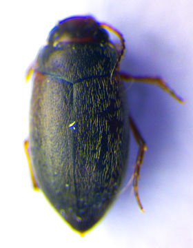 Image of <i>Hydroporus glabriusculus</i> Aubé 1838
