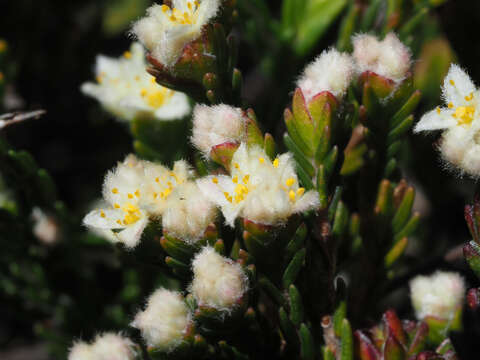 Image of Lachnaea laniflora (C. H. Wright) P. Bond