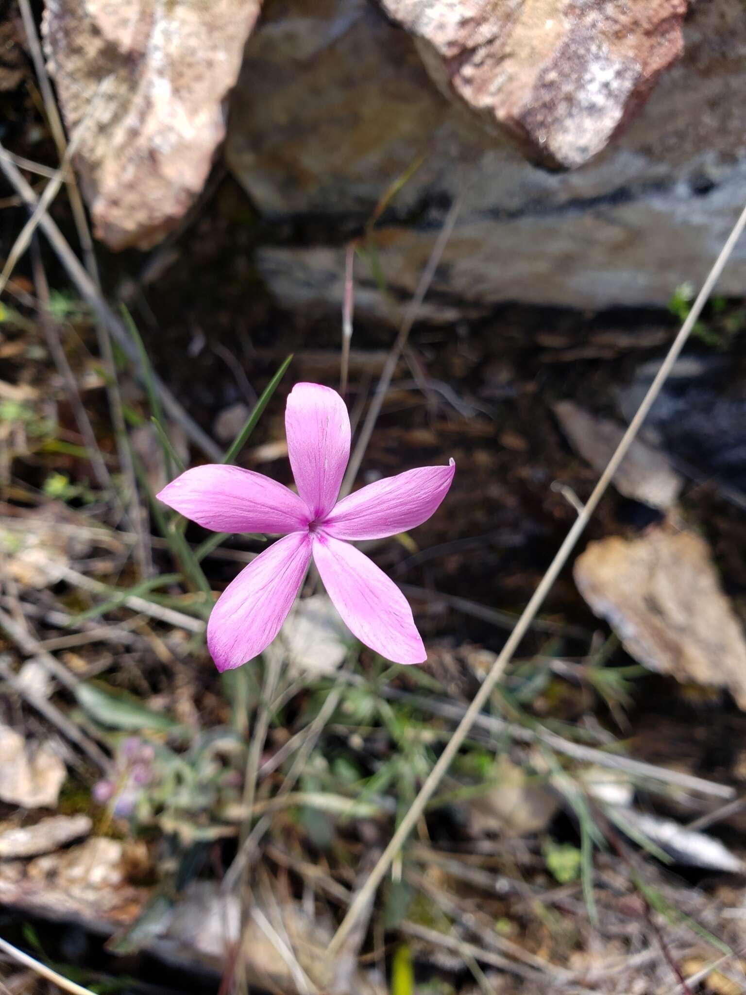 Imagem de Phlox colubrina Wherry & Constance