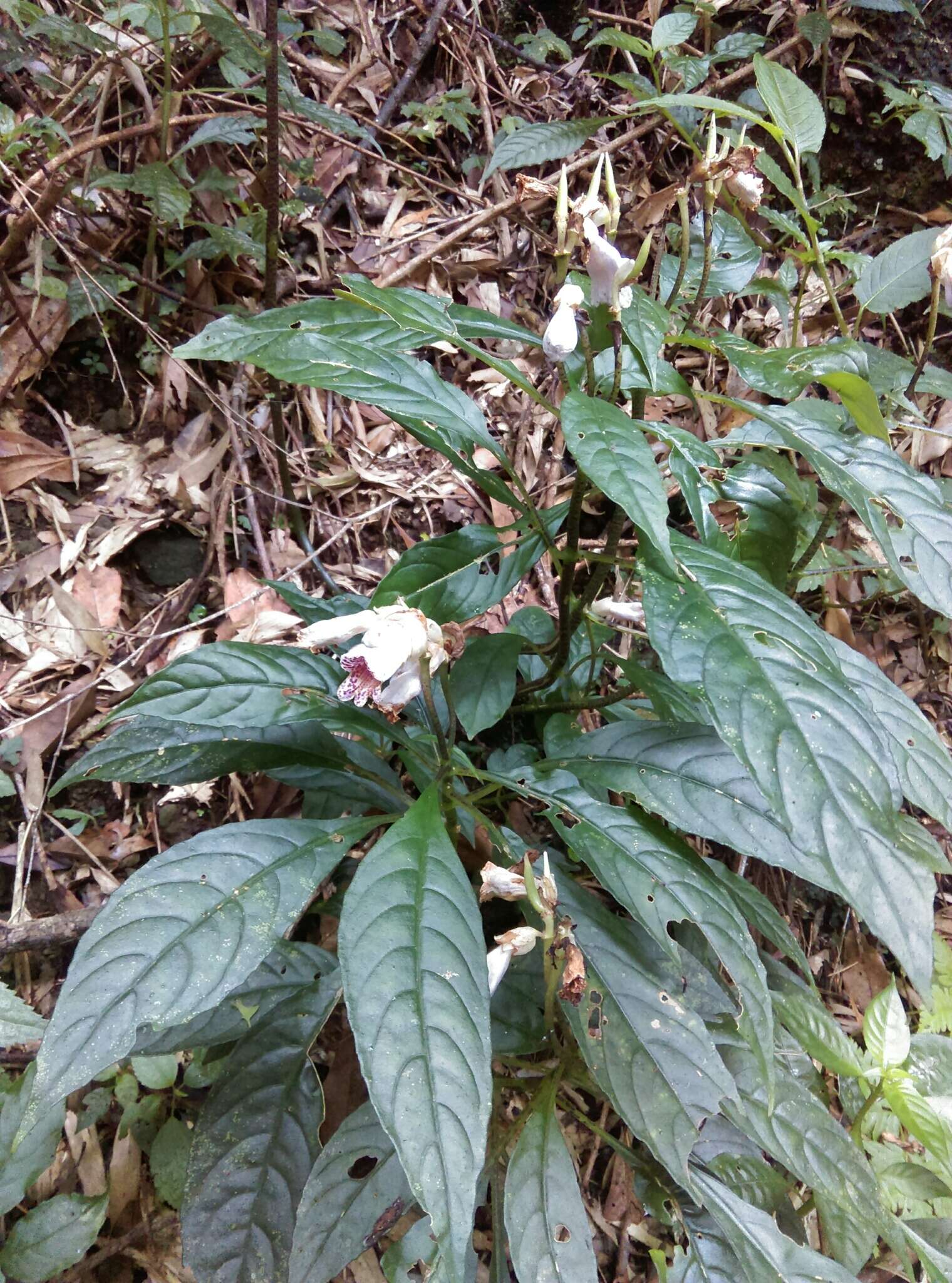 Imagem de Hemiboea bicornuta (Hayata) Ohwi