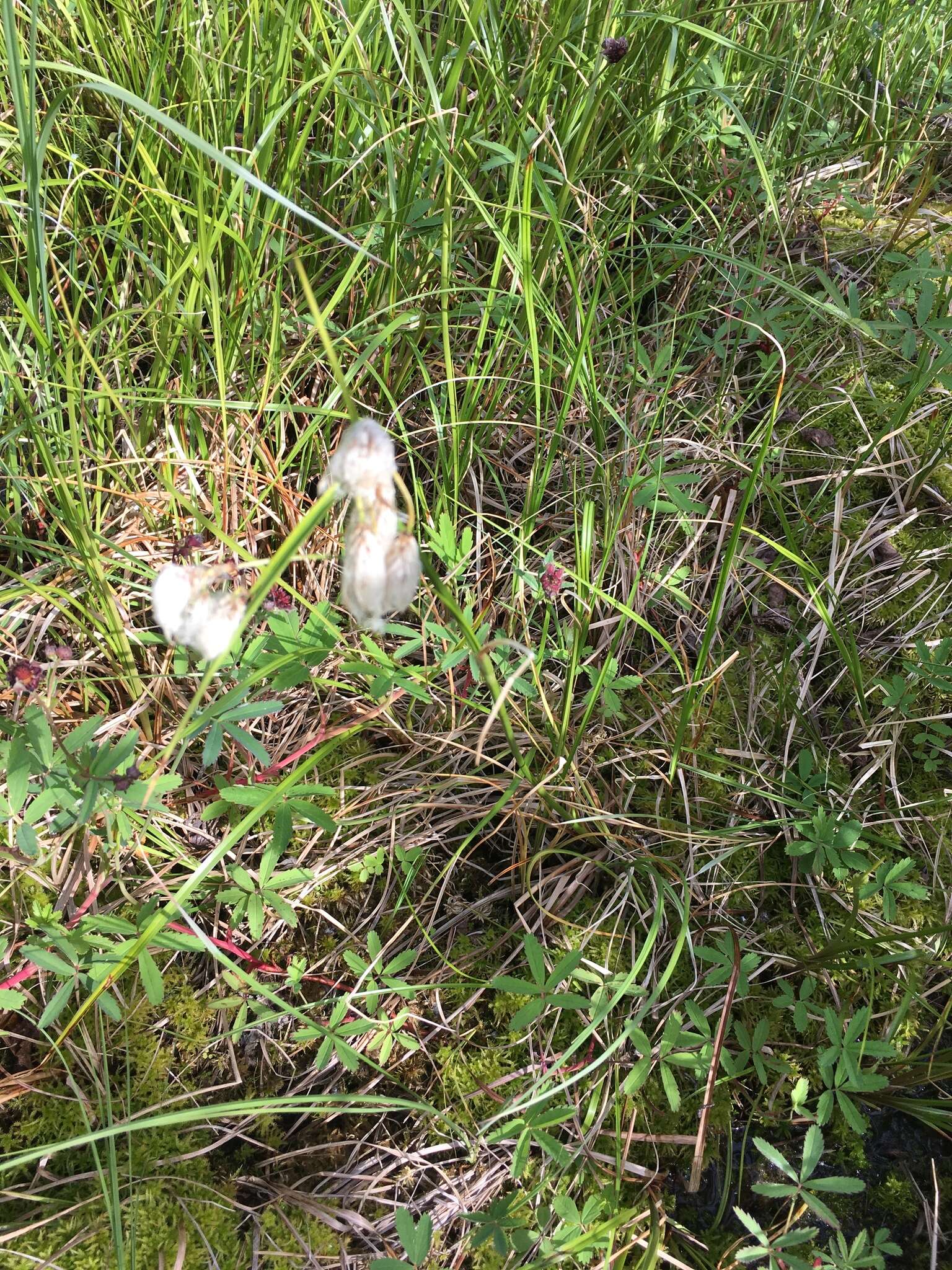 Image of tall cottongrass