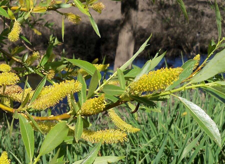 Image of Salix lasiandra var. lasiandra