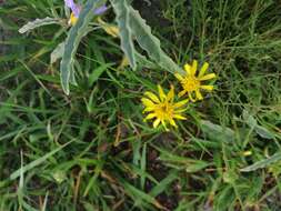 Image of Gutierrezia sericocarpa (A. Gray) M. A. Lane