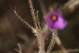 Image of Byblis filifolia Planch.