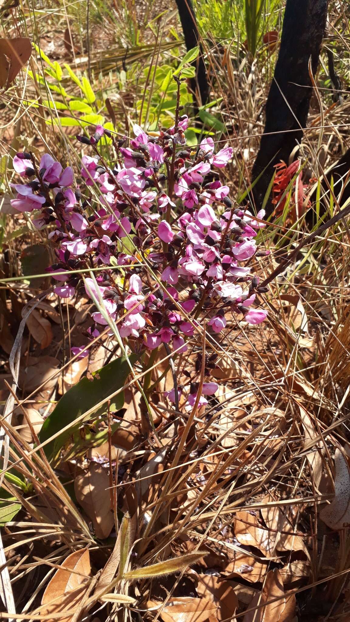 Plancia ëd Andira laurifolia Benth.