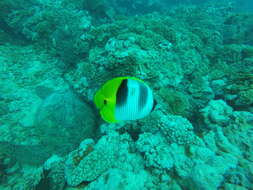Image of Pacific Double-saddle Butterflyfish