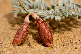 صورة Astragalus ceramicus Sheldon