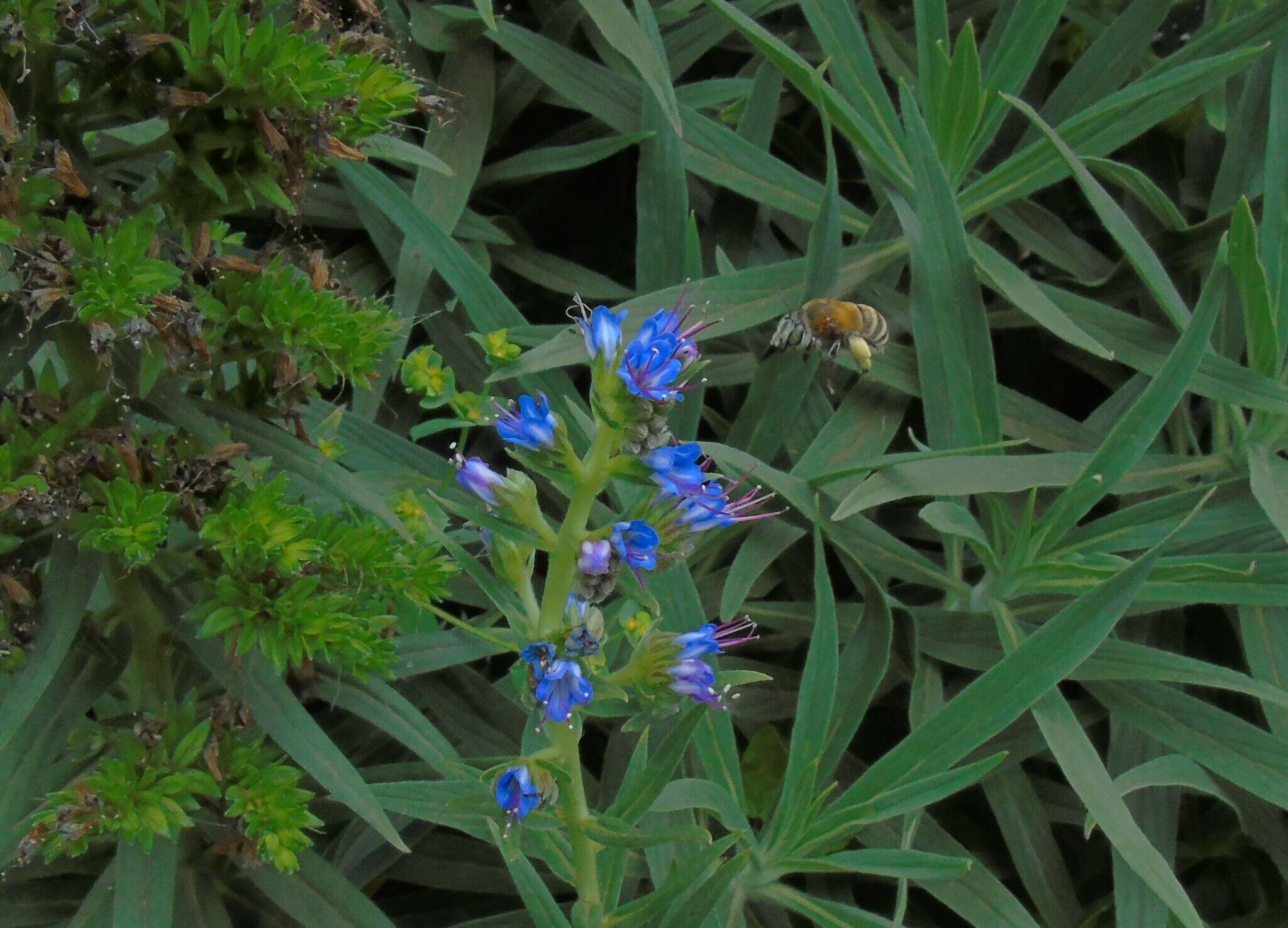 Image of Anthophora paranensis Holmberg 1903